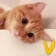 zzx