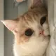 mmyyll
