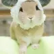 磨咖啡的猫