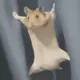 keleinuo