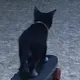Yarder