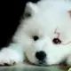 陌路人Max