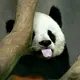 piliangxie