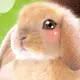 wbsnidr