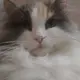XUELXS