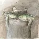 肥猫不吃鱼
