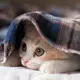 qqjd38165