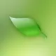 三月枫