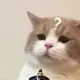 18954723350