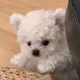 wholovelike