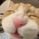 驴驴