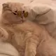 lemonjoy