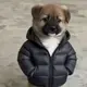 Ppoolg