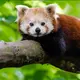 Afra