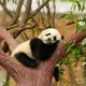 johnjiuj