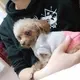 小迷徒