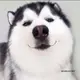 1232077