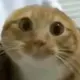 卢本伟