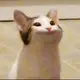 MOE_Xin
