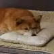 wuli