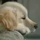 西门
