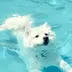 蓝