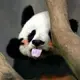 fanxingdao的头像-zibll子比社区