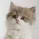 墨尘
