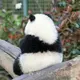 郑杰