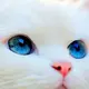亦白