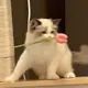 秋悸