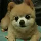 526600908