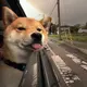 Dylansly的头像-zibll子比社区