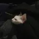 评论头像