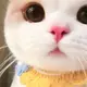 qq7839742的头像-菜鸟论坛