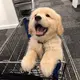 牛牛