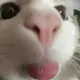 pp666