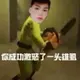 金凤凰