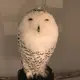 qq821174409的头像-zibll子比社区