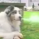 上杉绘梨衣