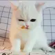 yuan