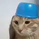 猫猫狗