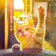 猫神砂糖