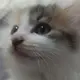25688