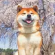 用户AgNSMT