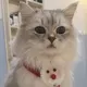 蟹黄小龙包
