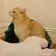 zuoduan