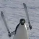 haha的头像