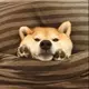 云鱼泪