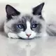 东 的头像